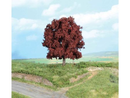 Heki  1 Blutbuche 16 cm