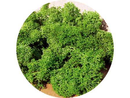 Heki  Islandmoos hellgrün 250 g