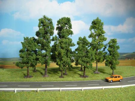 Heki  10 Buchen 10-18 cm