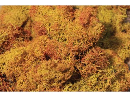 Heki  Islandmoos schattiert 30 g