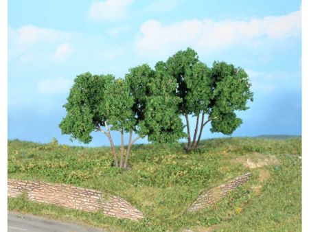 Heki  2 Hainbuchen 9 cm