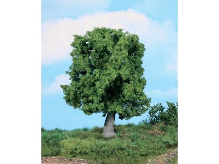 Heki  1 knorrige Eiche 18 cm